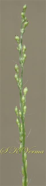  Inflorescece branch bearing spikelet pairs